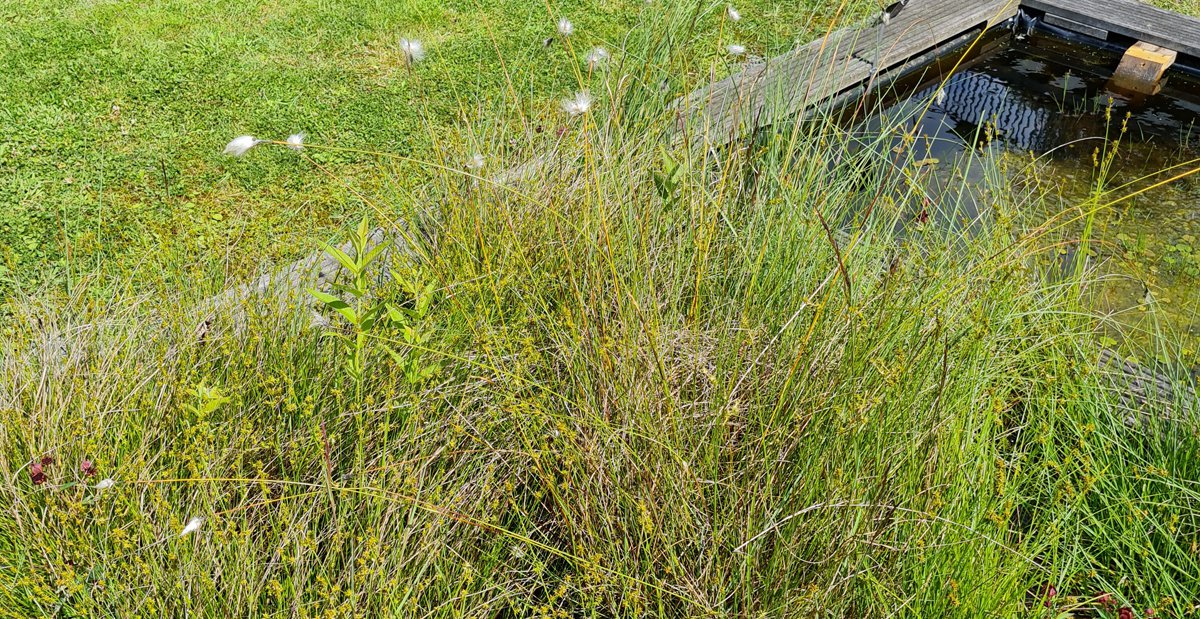 Scheidiges Wollgras Eriophorum vaginatum.jpg